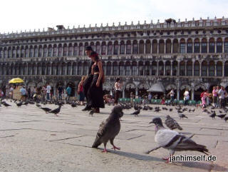 Tauben in Venedig